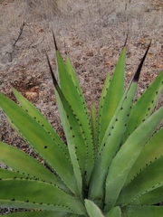 Agave macroacantha