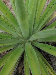Agave macroacantha