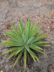 Agave macroacantha