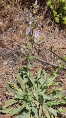 Salvia palaestina