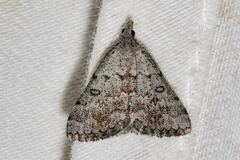 Dichromodes indicataria