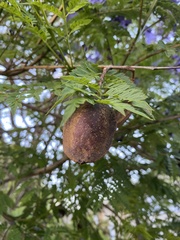 Jacaranda mimosifolia