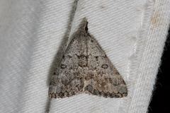 Dichromodes indicataria