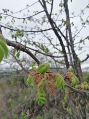 Bursera esparzae