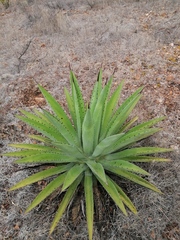Agave macroacantha