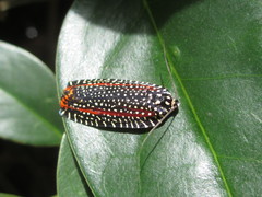 Cerace xanthocosma