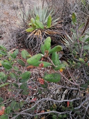 Rhus standleyi