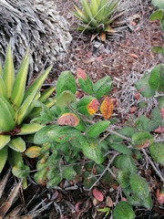 Rhus standleyi