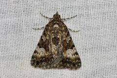 Dichromodes anelictis