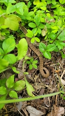 Gloydius ussuriensis