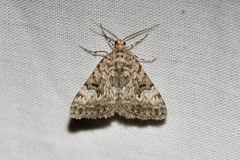 Dichromodes anelictis