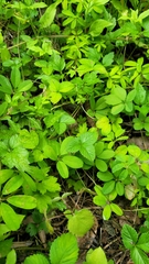 Gloydius ussuriensis