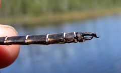 Somatochlora cingulata