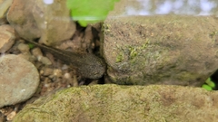 Hynobius leechii