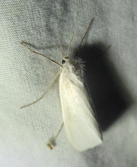 Rupela tinctella