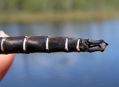 Somatochlora cingulata