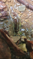 Onychodactylus koreanus