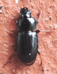 Carabidae