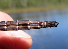 Somatochlora cingulata