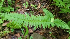Polystichum tripteron