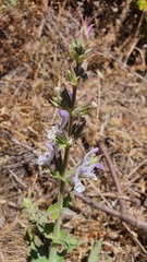 Salvia palaestina