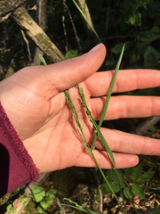 Poa compressa