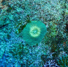 Echinomorpha nishihirai