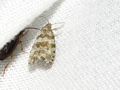 Spruce Needleminer Moth