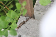Marisora syntoma