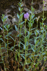 Penstemon venustus
