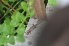 Marisora syntoma