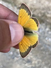 Colias canadensis