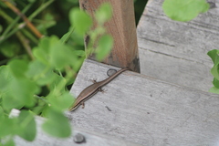 Marisora syntoma