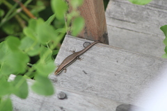 Marisora syntoma