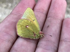 Colias canadensis