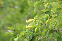 Trigona fulviventris