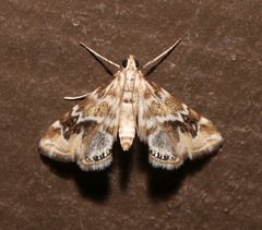 Petrophila avernalis