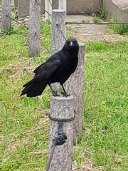 Corvus corone