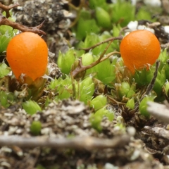 Pleurophascum occidentale