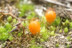 Pleurophascum occidentale