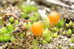 Pleurophascum occidentale