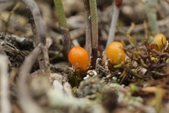 Pleurophascum occidentale