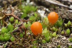 Pleurophascum occidentale