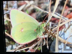 Colias canadensis