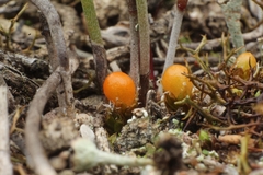 Pleurophascum occidentale