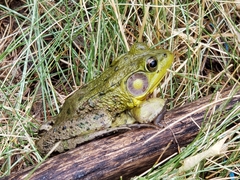 Lithobates clamitans