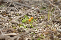 Pleurophascum occidentale