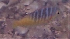 Lethrinus mahsena