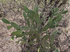 Opuntia dejecta