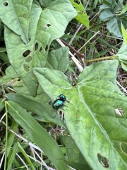 Colasposoma dauricum